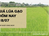 Giá lúa gạo hôm nay ngày 18/07/2024: Giá gạo biến động trái chiều