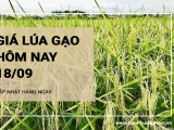 Giá lúa gạo hôm nay ngày 18/09/2024: Giảm nhẹ với gạo nguyên liệu và lúa