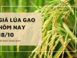 Giá lúa gạo hôm nay ngày 18/10/2023: Giá gạo xuất khẩu 5% tấm tăng 10 USD/tấn