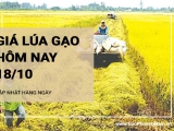 Giá lúa gạo hôm nay ngày 18/10/2024: Thị trường gạo trong nước tăng nhẹ