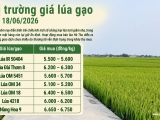 Giá lúa gạo hôm nay 18/6/2026: Gạo xuất khẩu nhích nhẹ