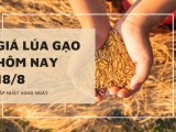 Giá lúa gạo hôm nay ngày 18/8/2023: Giá lúa gạo đồng loạt tăng từ 300 - 500 đồng/kg