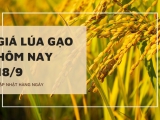 Giá lúa gạo hôm nay ngày 18/09/2023: Lúa Đài thơm 8 giảm nhẹ 100 đồng