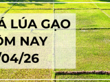 Giá Lúa Gạo Hôm Nay Ngày 18/4/2026: Thị Trường Ổn Định