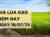 Giá Lúa Gạo Hôm Nay Ngày 18/7/2025: Gạo Nguyên Liệu Giảm Nhẹ