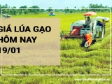 Giá lúa gạo hôm nay 19/01/2024: Giá nếp ruột tăng 2.000 đồng/kg so với tuần trước