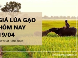 Giá lúa gạo hôm nay ngày 19/04/2024: Giá lúa neo cao, thương lái khó mua