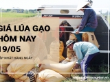Giá lúa gạo hôm nay ngày 19/05/2024: Giá đi ngang, không biến động