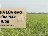 Giá lúa gạo hôm nay ngày 19/06/2024:  Giá lúa quay đầu giảm 100 -200 đồng/kg