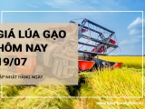 Giá lúa gạo hôm nay ngày 19/07/2024: Giá lúa, gạo có chiều hướng giảm nhẹ