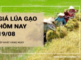 Giá lúa gạo hôm nay ngày 19/08/2024: Giá gạo giảm nhẹ, Giá lúa đi ngang