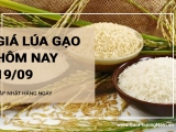 Giá lúa gạo hôm nay ngày 19/09/2024: Giá  lúa gạo tăng giảm nhẹ