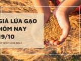 Giá lúa gạo hôm nay ngày 19/10/2023: Giá Lúa Nàng Hoa 9 tăng mạnh 500 đồng/kg