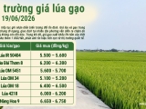 Giá lúa gạo hôm nay 19/6/2026: Gạo xuất khẩu khởi sắc
