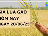 Giá Lúa Gạo Hôm Nay Ngày 20/6/2025: Xuất Khẩu Nhích Nhẹ