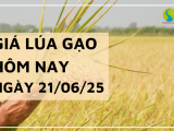 Giá Lúa Gạo Hôm Nay Ngày 21/6/2025: Giá Lúa Trái Chiều