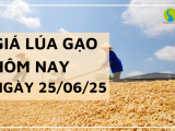 Giá Lúa Gạo Hôm Nay Ngày 25/6/2025: Lúa Tăng, Gạo Xuất Khẩu Giảm