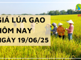 Giá Lúa Gạo Hôm Nay Ngày 19/6/2025: Giá Lúa Tăng Nhẹ