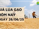 Giá Lúa Gạo Hôm Nay Ngày 26/6/2025: Gạo Xuất Khẩu Giảm Mạnh