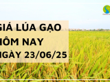 Giá Lúa Gạo Hôm Nay Ngày 23/6/2025: Giá Lúa Giảm Nhẹ