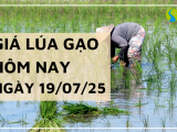 Giá Lúa Gạo Hôm Nay Ngày 19/7/2025: Gạo Nguyên Liệu Giảm Nhẹ