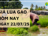 Giá Lúa Gạo Hôm Nay Ngày 22/7/2025: Gạo Nguyên Liệu Bứt Tốc