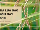 Giá lúa gạo hôm nay ngày 02/10/2023: Giá lúa OM 18 tiếp tục duy trì ổn định
