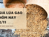 Giá lúa gạo hôm nay ngày 02/11/2023: Điều chỉnh giảm với gạo nguyên liệu