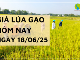 Giá Lúa Gạo Hôm Nay Ngày 18/6/2025: Giá Gạo Xuất Khẩu Quay Đầu Giảm