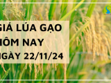 Giá lúa gạo hôm nay 22/11/2024: Nông dân chào giá lúa cao, nguồn về ít