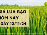 Giá lúa gạo hôm nay 12/11/2024: Giá cám khô giảm mạnh 300 - 350 đồng/kg