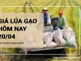 Giá lúa gạo hôm nay ngày 20/04/2024: Giá lúa gạo điều chỉnh tăng