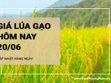 Giá lúa gạo hôm nay ngày 20/06/2024:  Tiếp tục giảm mạnh với các loại lúa