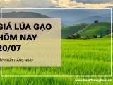 Giá lúa gạo hôm nay ngày 20/07/2024: Giá lúa gạo biến động trái chiều