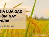 Giá lúa gạo hôm nay ngày 20/08/2024:  Giá lúa gạo tăng giảm trái chiều