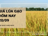 Giá lúa gạo hôm nay ngày 20/09/2024: Giá gạo tăng 200 - 350 đồng/kg; giá phụ phẩm giảm mạnh