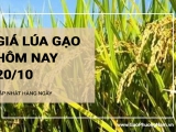 Giá lúa gạo hôm nay ngày 20/10/2024: Giá lúa gạo trầm lắng đi ngang