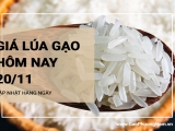 Giá lúa gạo hôm nay ngày 20/11/2023: Giá lúa IR 504 giảm 100 đồng/kg