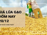 Giá lúa gạo hôm nay ngày 20/12/2023: Giá gạo thường giảm từ 500 - 1.000 đồng/kg