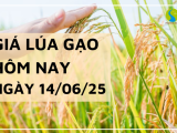 Giá Lúa Gạo Hôm Nay Ngày 14/6/2025: Lúa Tươi Giảm Nhẹ