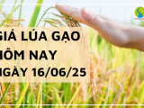 Giá Lúa Gạo Hôm Nay Ngày 16/6/2025: Lúa Tươi Nhích Nhẹ, Giá Gạo Trầm Lắng