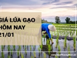 Giá lúa gạo hôm nay 21/01/2024: Giá lúa gạo biến động trái chiều