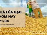 Giá lúa gạo hôm nay ngày 21/04/2024: Giá lúa gạo đồng loạt tăng từ 200 - 500 đồng/kg