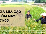 Giá lúa gạo hôm nay ngày 21/05/2024:  Giá gạo tiếp tục tăng nhẹ