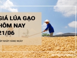 Giá lúa gạo hôm nay ngày 21/06/2024:  Thị trường gạo giá biến đông trái chiều