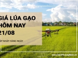 Giá lúa gạo hôm nay ngày 21/08/2024:  Giá lúa tăng, giảm trái chiều 200 đồng/kg