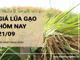 Giá lúa gạo hôm nay ngày 21/09/2024: Giá gạo trong nước tăng nhẹ