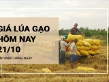 Giá lúa gạo hôm nay ngày 21/10/2023: Giá gạo xuất khẩu tăng 10 USD/tấn