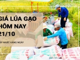 Giá lúa gạo hôm nay ngày 21/10/2024: Giá lúa gạo trầm lắng đi ngang