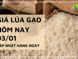 Giá lúa gạo hôm nay ngày 03/01/2024: Lúa IR 50404 giảm nhẹ 100 đồng/kg